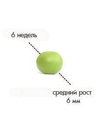 6 недель яблоко1.jpg